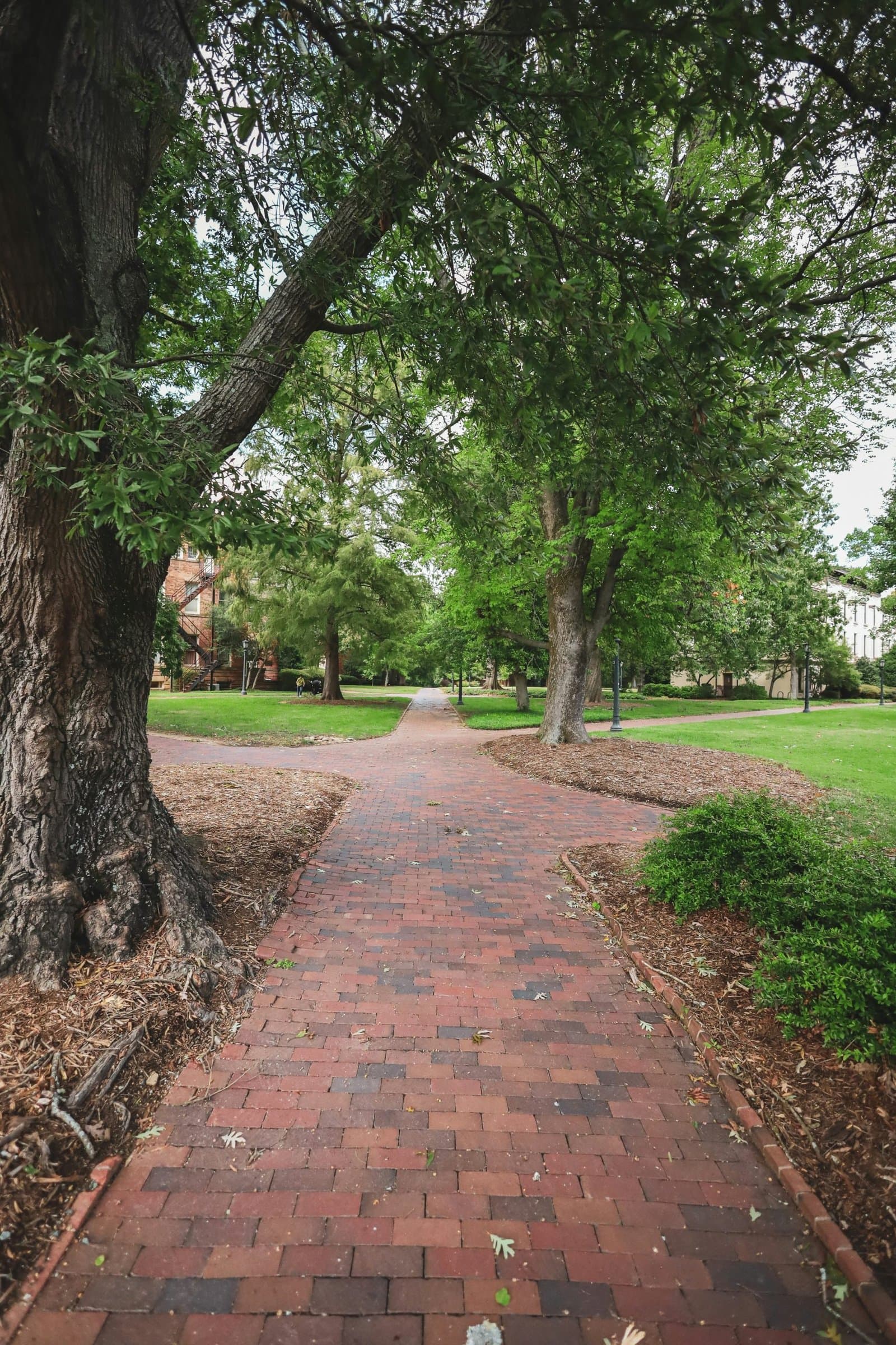 sidewalk with trees